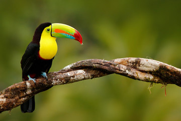 Keel-billed Toucan, Ramphastos sulfuratus, bird with big bill. Toucan sitting on the branch in the...