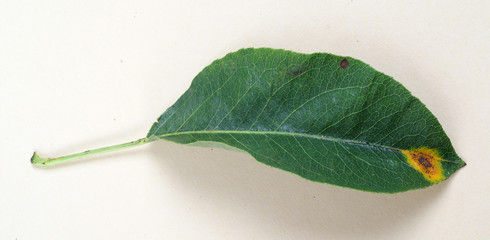 Gymnosporangium sabinae - pear rust © 7monarda