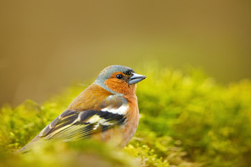 Chaffinch, Fringilla coelebs, orange songbird sitting on the nice lichen tree branch with, little bird in nature forest habitat, clear green background, Germany. Wildlife scene from nature.