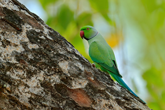 Green bird sitting on tree trunk with nest hole. Nesting Rose-ringed Parakeet, Psittacula krameri, beautiful parrot in the nature green forest habitat, Sri Lanka, Asia. Parrot in in green forest.