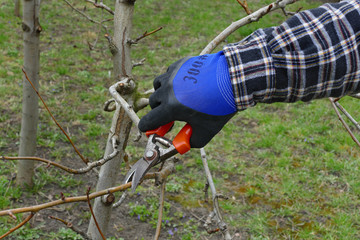 Agriculture, apple tree pruning in orchard, farmer hand and tool