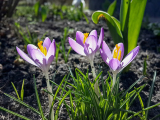 Beautiful spring purple crocuses