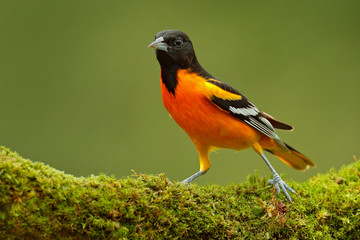 Baltimore Oriole, Icterus galbula, sitting on the green moss branch. Tropic bird in the nature habitat. Wildlife in Costa Rica. Orange black mountain bird in the dark green forest, clear background.