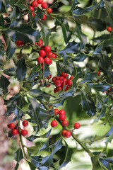 Stechpalme mit Beeren