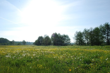 Chruslanki Jozefowskie, bagna.