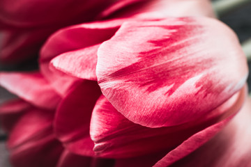 Bouquet of colorful tulips close up