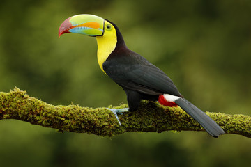 Keel-billed Toucan, Ramphastos sulfuratus, bird with big bill. Toucan sitting on branch in the forest, Mexico. Nature travel in central America. Beautiful bird in nature habitat, green moss branch.