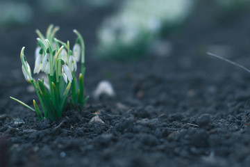The first flowers of spring snowdrops in the evening forest