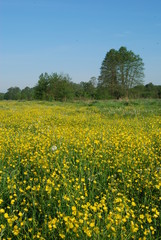 Obraz premium Chruslanki Jozefowskie, bagna.