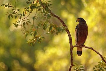 Art view of nature. Crested serpent eagle,Spilornis cheela. Sri lankan eagle, perched on trunk forest environment, looking for prey. Wildlife photography. Wilpattu national park, Sri Lanka, wildlife.