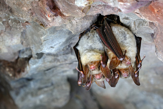 Greater mouse-eared bat, Myotis myotis, in the nature cave habitat, Cesky kras, Czech Rep. Underground animal sitting on stone. Wildlife scene from grey rock tunnel. Night bat, winter hibernate.