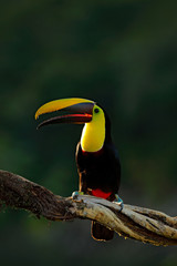 Toucan in the nature. Back sun light. Chesnut-mandibled Toucan sitting on the branch in tropical rain with green jungle background. Wildlife scene from nature with beautiful bird with big bill.