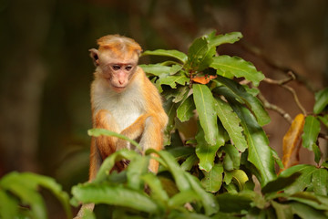 Toque macaque, Macaca sinica, monkey with evening sun. Macaque in nature habitat, Sri Lanka. Detail of monkey, Wildlife scene from Asia. Beautiful colour forest background. Macaque in the forest.