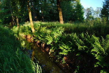 Chruslanki Jozefowskie, stawy. © M. G. Koperkiewicz