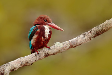 White-throated Kingfisher, Halcyon smyrnensis, exotic brawn and blue bird sitting on the branch, Sri Lanka, Asia. Kingfisher from the river. Beautiful bird from India. Brown bird with big red bill.