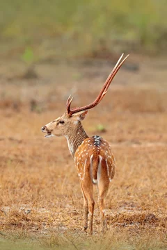 Sri Lanka wildlife. Sri Lankan axis deer Axis ceylonensis, or Ceylon  spotted deer, nature habitat. Bellow majestic powerful adult animal outside  forest. Deer hidden in grass, big animal, Asia Stock Photo |