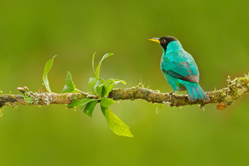 Detail of beautiful bird. Green Honeycreeper, Chlorophanes spiza, exotic tropic malachite green and blue bird form Costa Rica. Tanager from tropic forest. Close-up portrait of nice animal in habitat.