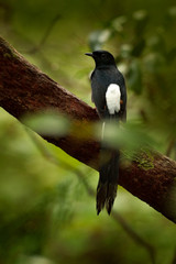 Fototapeta premium The black drongo is a Asian passerine bird of the drongo family. It is a common resident breeder in much of tropical southern Asia from southwest Iran through India Sri Lanka east to Indonesia.