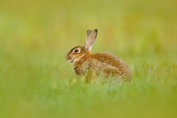Cute rabbit with flower dandelion sitting in grass. Animal in nature habitat, life in the meadow, Germany. European rabbit or common rabbit, Oryctolagus cuniculus, hidden in the grass. Wildlife Europe