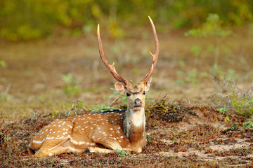 Naklejka premium Sri Lankan axis deer Axis ceylonensis, or Ceylon spotted deer, nature habitat. Bellow majestic powerful adult animal sitting in grass. Deer hidden in grass, big animal, Asia. Sri Lanka wildlife.