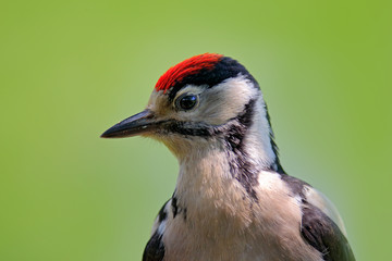 Face portrait of red cap bird. Great Spotted Woodpecker, detail close-up portrait of bird head, black and white animal, Czech Republic. Detail portrait of bird with clear green background.