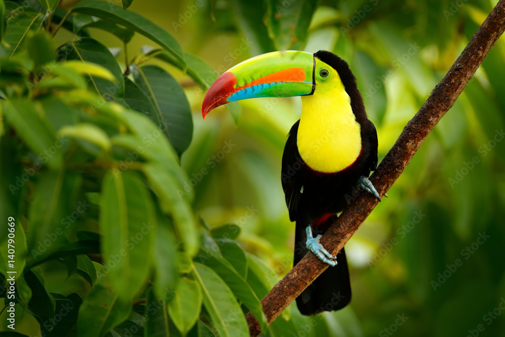 Wall mural Keel-billed Toucan, Ramphastos sulfuratus, bird with big bill. Toucan sitting on the branch in the forest, Boca Tapada, green vegetation, Costa Rica. Nature travel in central America.