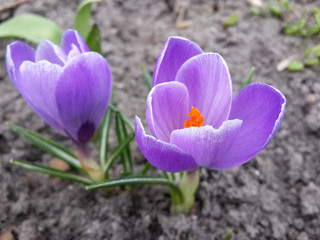 Beautiful spring purple crocuses