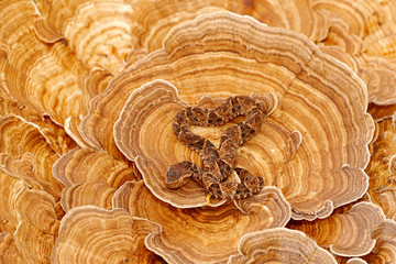 Dangerous snake in the nature habitat. Bothrops asper, Fer-de-Lance, on the tree fungus. Venomous snake in the nature habitat. Poisonous animal from South America. 