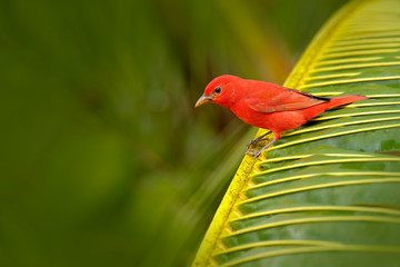 Summer Tanager, Piranga rubra, red bird in the nature habitat. Tanager sitting on the green palm tree. Birdwatching in Costa Rica. Wildlife scene from nature, Laguna de Lagarta Lodge, Costa Rica.