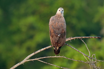 Grey-headed fish eagle, Ichthyophaga ichthyaetus, perched on branch in nice morning light against blurred forest in background. Wild eagle photography. Eagle, Wilpattu park, Sri Lanka. Wild nature.