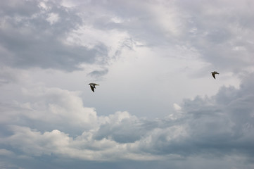 Two Seagulls flying in the dark storm cloudy sky. View of a seagull by fly, for freedom concept. Rainy ominous grey storm clouds - dramatic sky