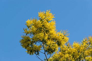 Obraz premium Ramo di mimosa