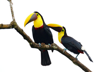 Bird love. Chesnut-mandibled Toucan sitting on the branch in tropical rain, white background. Wildlife scene from nature with beautiful bird, big bill. Pair two bird on the branch. Courtship ceremony.