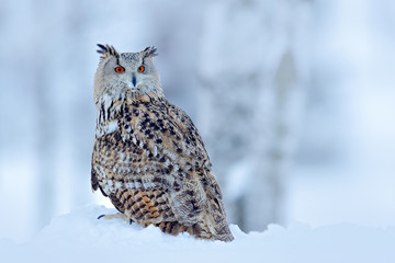 Naklejka premium Big Eastern Siberian Eagle Owl, Bubo bubo sibiricus, sitting on hillock with snow in the forest. Birch tree with beautiful animal. Bird from Russia winter. Winter scene with owl.