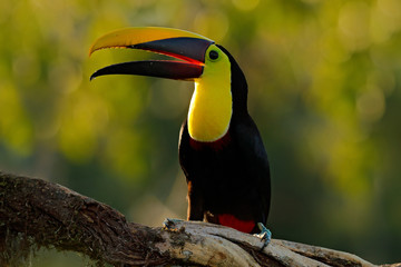 Toucan in the nature. Back sun light. Chesnut-mandibled Toucan sitting on the branch in tropical rain with green jungle background. Wildlife scene from nature with beautiful bird with big bill.