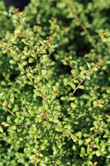 Ilex crenata Convexa 