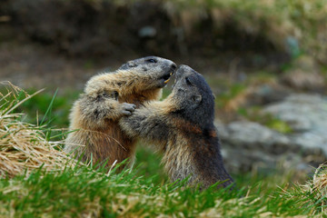 Fighting animals Marmot, Marmota marmota, in the grass with nature rock mountain habitat, Alp, France
