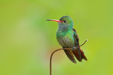 Fototapeta na wymiar Hummingbird Rufous-tailed Hummingbird, Amazilia tzacat, with clear green background, Colombia