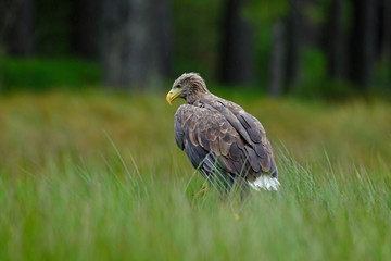 White-tailed Eagle, Haliaeetus albicilla, sitting in the green marsh grass, forest in the background
