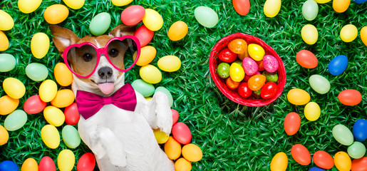 easter bunny dog with eggs