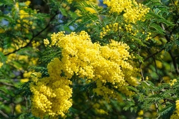 Ramo di mimosa