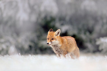 Naklejka premium Red Fox in snow winter, in the cold forest