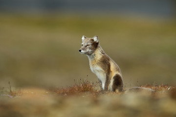Arctic Fox, Vulpes lagopus, in the nature habitat, grass meadow with flowers, Svalbard, Norway