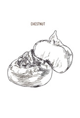 chestnuts vector.