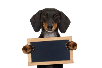 Tableaux ronds sur aluminium Chien fou dachshund sausage dog banner