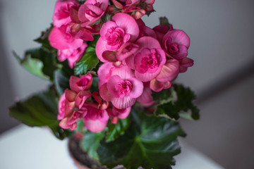 Pink begonia flowers background.