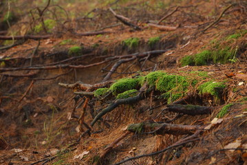 Wyzyna Lubelska, Las.