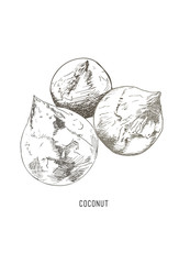 Coconut   vector.