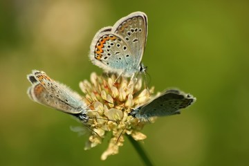 Fototapeta premium Close up of a beautiful butterfly (Common Blue,Polyommatus icarus)