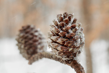 Pine cone and needles on tree branch. Fir branch and snow. Closeup